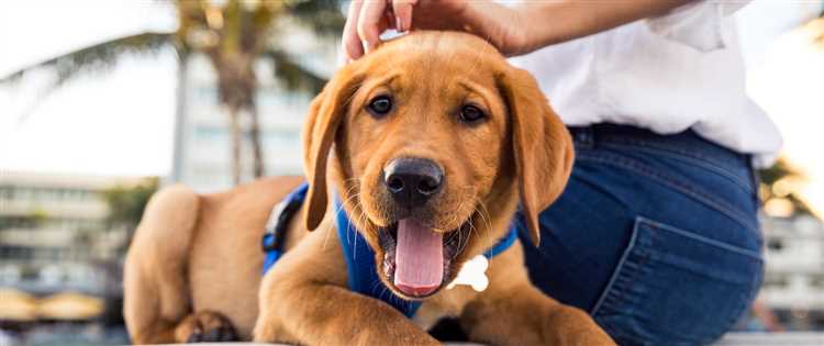 Egenskaper å se etter hos en god billig liten hund