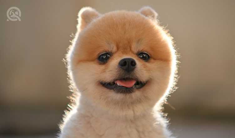 What Is A Teddy Bear Haircut For A Dog?