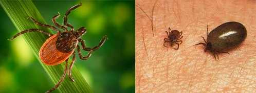 What is the incubation period for Lyme disease in dogs