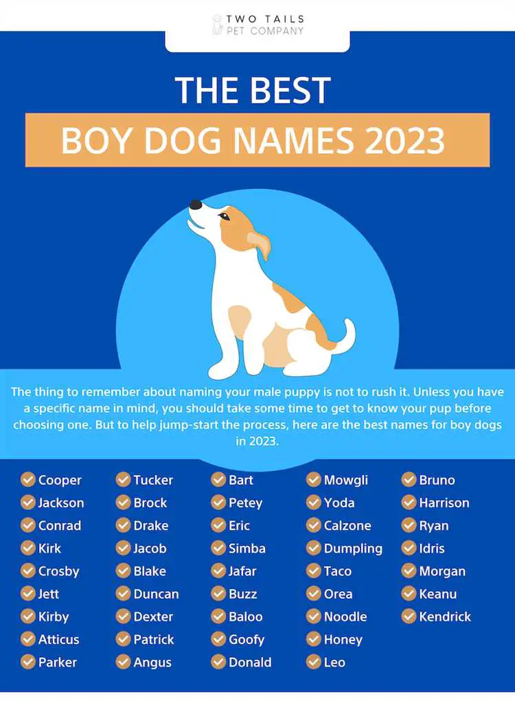 What is the rarest dog name