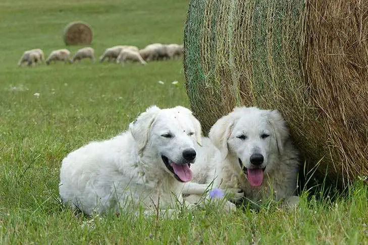 Rasetyper av beskyttelseshunder for gården