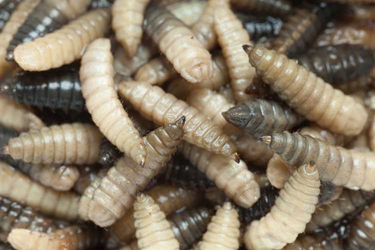 what-to-do-if-the-dog-ate-caterpillars