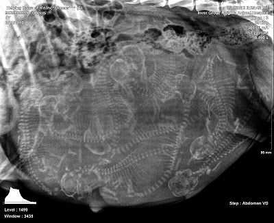 Tidspunktet for røntgen under graviditet hos hunder