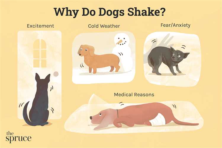 Potensielle årsaker til overdreven risting hos hunder:
