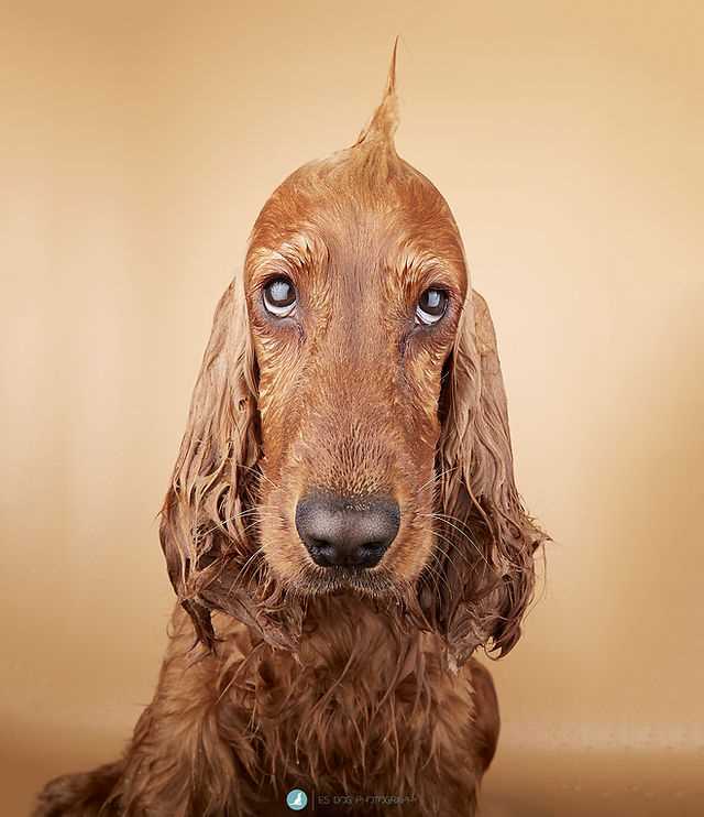 Når bør jeg oppsøke veterinær hvis hundens snute er brun?