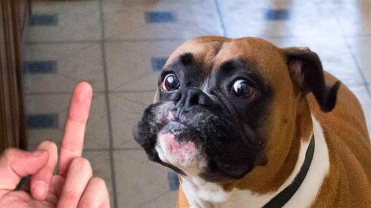 Why do dogs hate the middle finger?