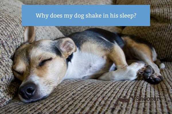 Hvordan hjelpe en hund som rykker i søvne
