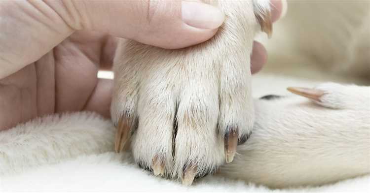 Should You Be Concerned If Your Dogs Nails Change Color