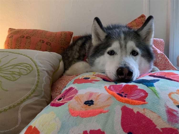 1. Gi hunden sin egen seng