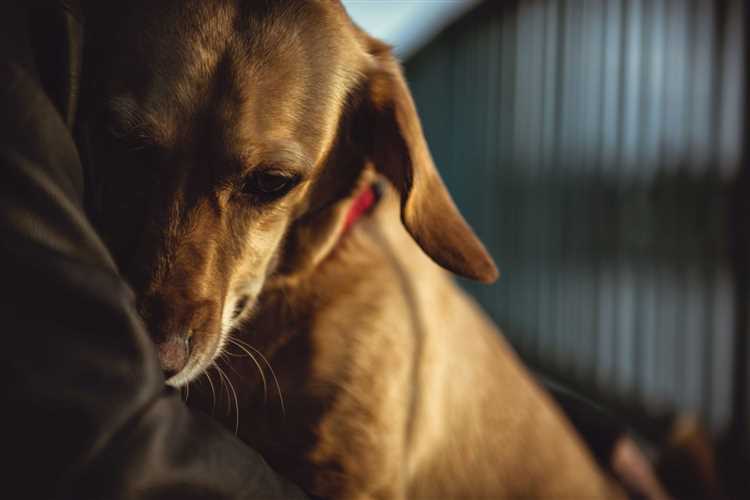 Hva kan du gjøre for å oppmuntre denne trøstefunksjonen hos hunden din?