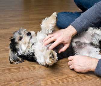 Å lære hunden å unngå å rulle over