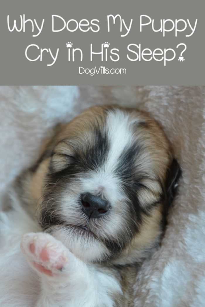 Tegn på søvnforstyrrelser hos hunder