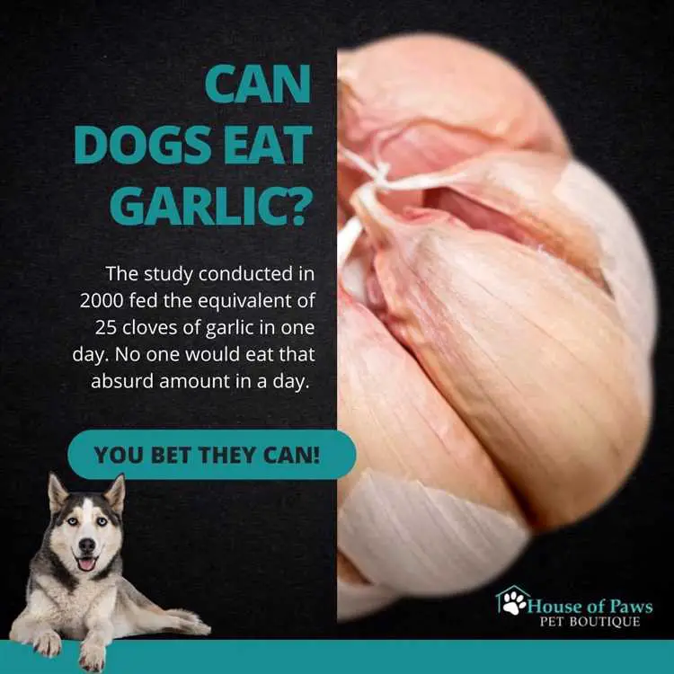 Why is there garlic in dog food?