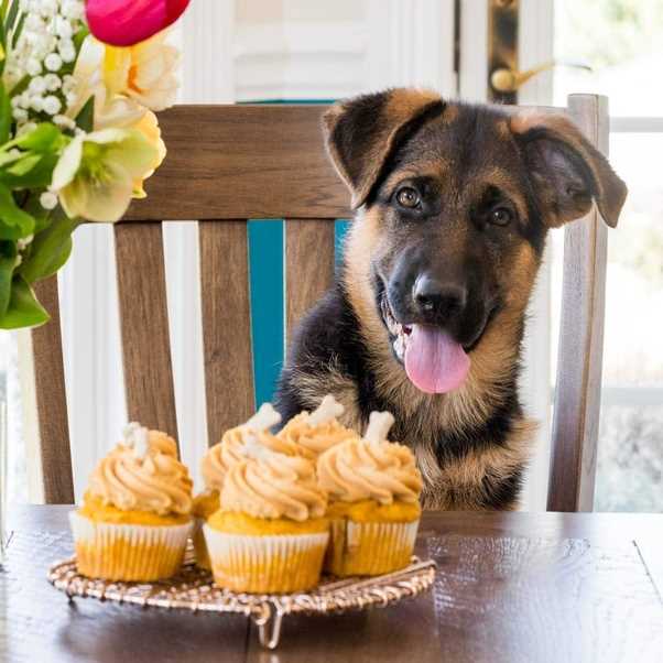 Tegn på cupcakesforgiftning hos hunder inkluderer: