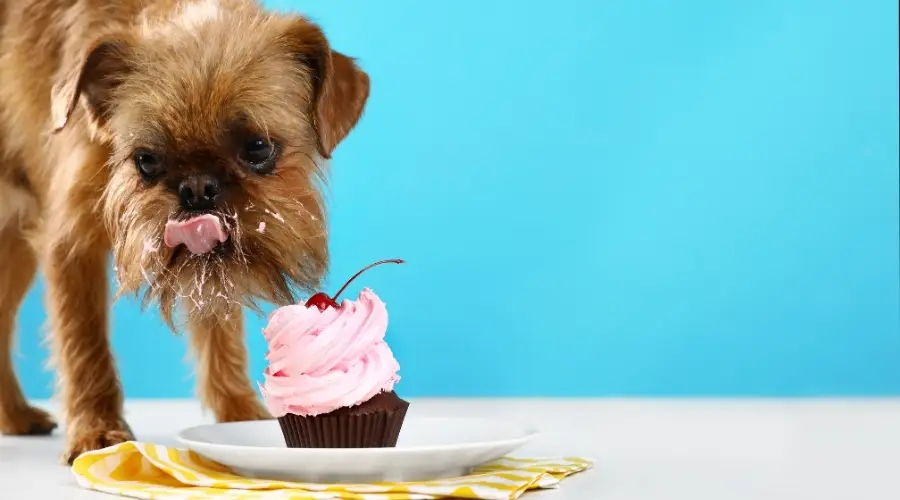 Hva skal jeg gjøre hvis hunden min spiser en cupcake?