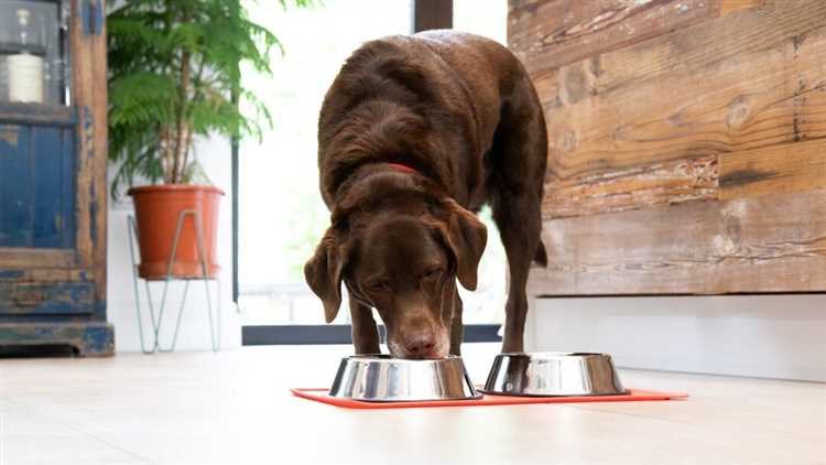 Do Dogs Eat Less When Pregnant