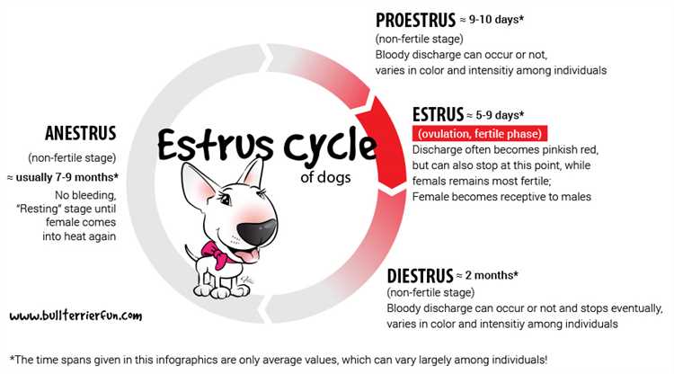 How Long Does Estrus Last In Dogs