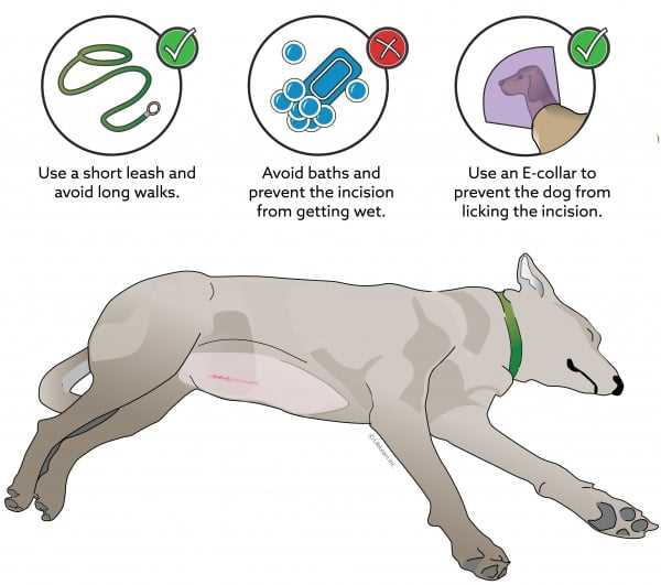 Alternativer til sterilisering for hundeeiere