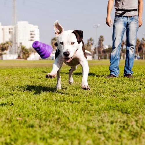 Hva er noen tegn på at du har gått for langt med fysisk aktivitet for din pitbull?