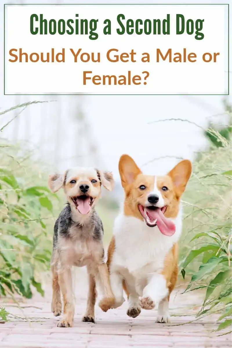 Er to kvindelige hunde en god idé for din familie?