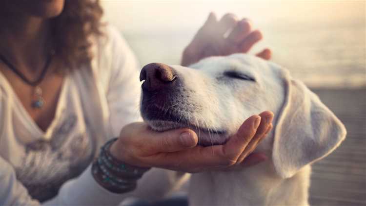 Hvordan håndtere en hund som ikke liker å bli berørt