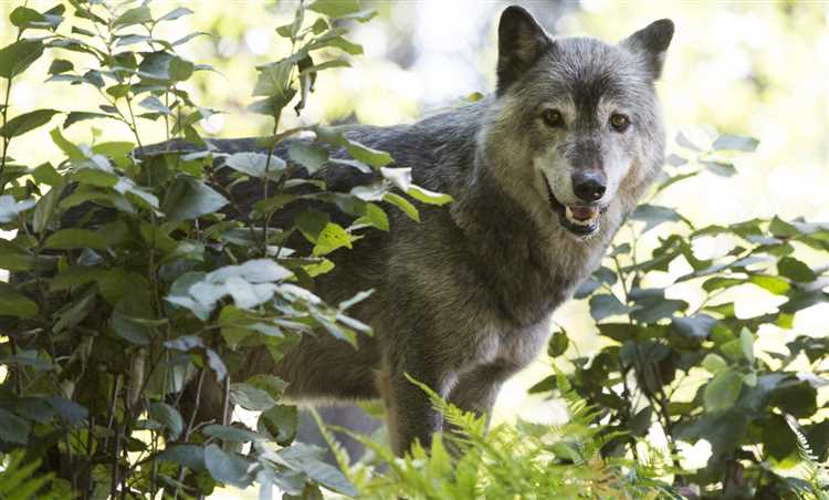Menneskelig påvirkning: hvordan påvirker vi ulvenes og hundenes forhold?