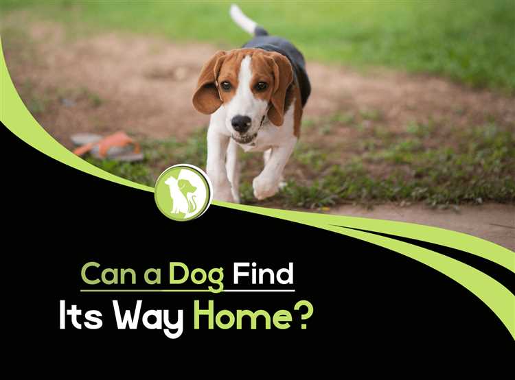 this-is-how-lost-dogs-find-their-way-home