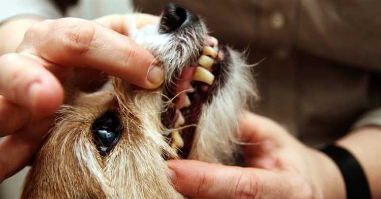 Andre ting du kan gjøre for å opprettholde hundens tannhelse: