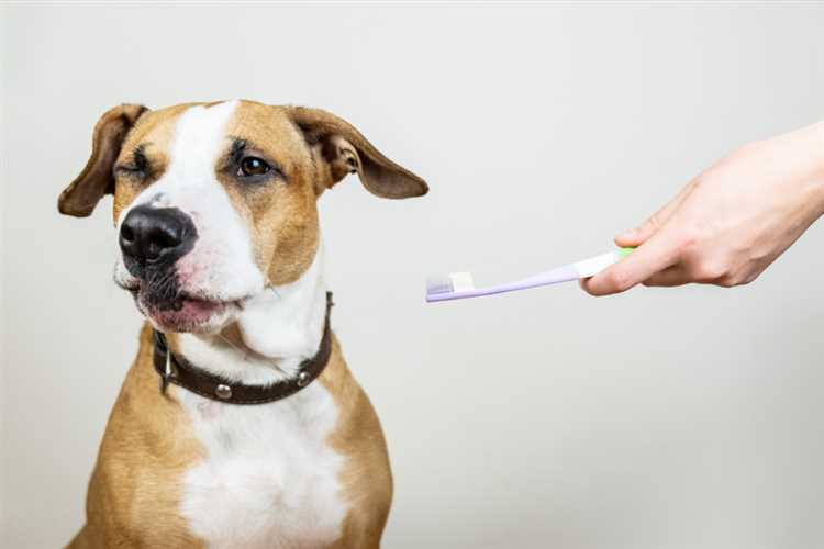 Hvorfor er det viktig å pusse hundens tenner?