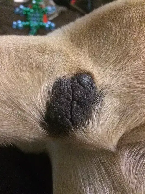 Hvorfor min hund har små svarte flekker