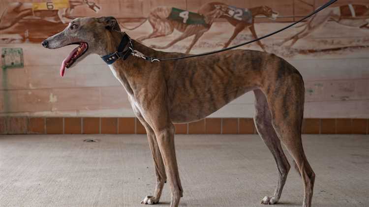 Greyhound racing i landene