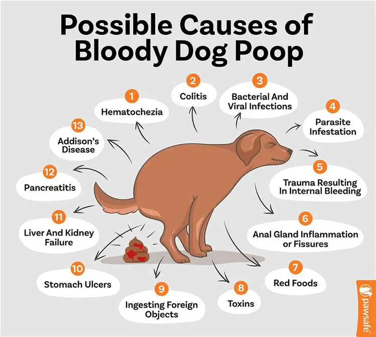 Forebygging av blod i hundens avføring