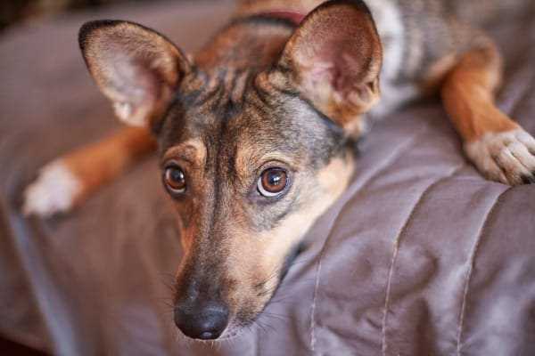 Sosiale og følelsesmessige årsaker til at hunden min beveger seg under sitteposisjon