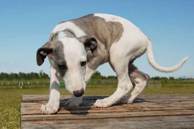 Are greyhounds heavy chewers