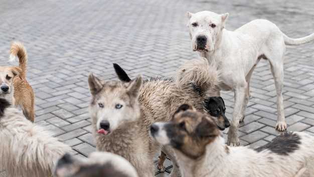 Populære hunderaser i Mongolia