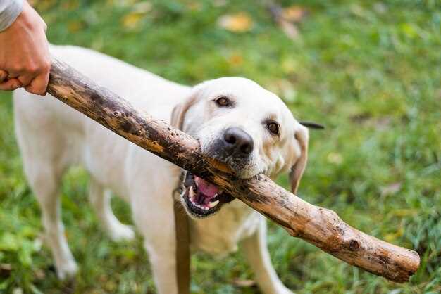 Are yak bones safe for dogs