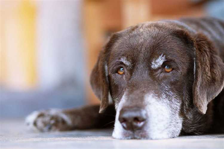 Vanlige årsaker til plutselig død hos friske hunder