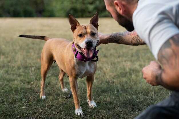 Can a human outrun a pitbull