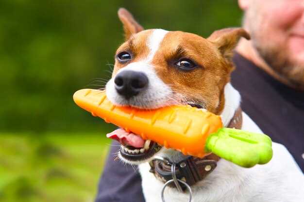 Can carrots be toxic for dogs