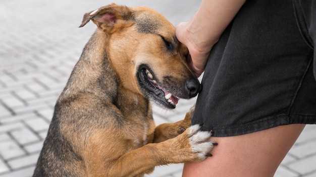 Can dogs become aggressive with age