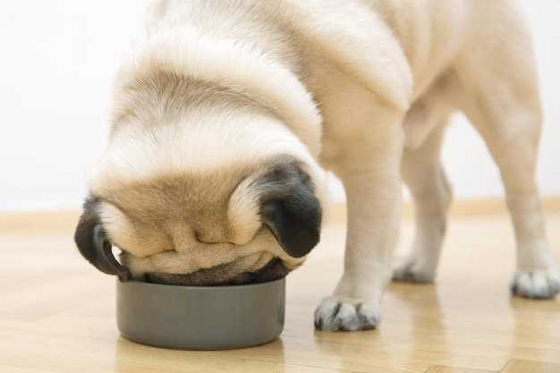 Can Dogs Drink Evaporated Milk