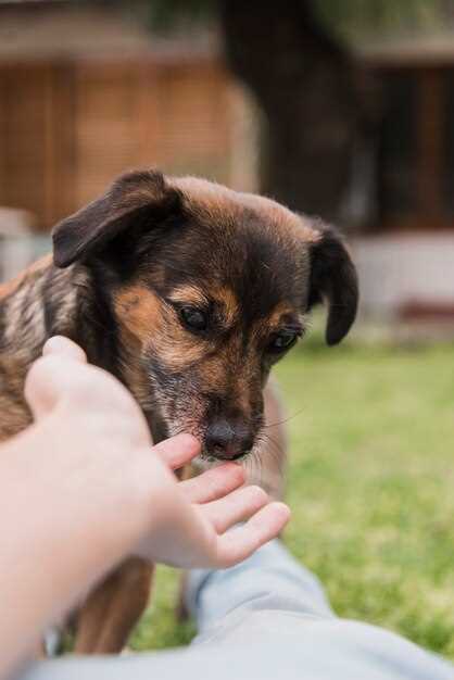 Do ticks leave bumps on dogs