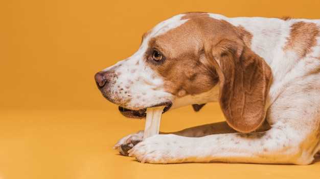 Does chewing relieve stress in dogs