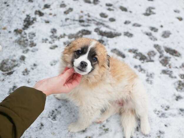 Does dog poop decompose in winter