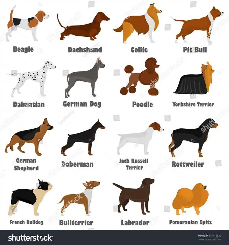 How are dogs different colors