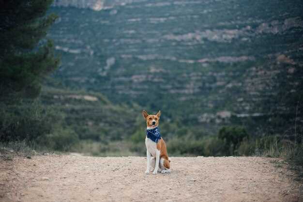 Møt Bella - en hengiven hund med et eventyrlystent hjerte