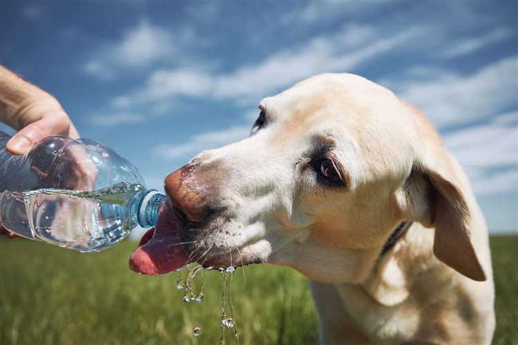 Hvorfor er det viktig for en hund å drikke nok vann?