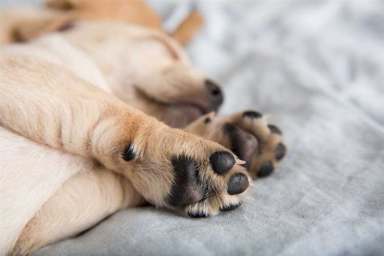 Effektene av manglende bløtlegging av hundepotene