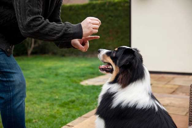 2. Overvåk hunden din