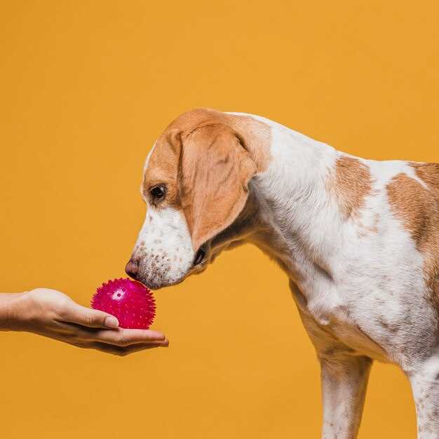 Is apple poisonous to dogs